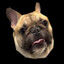 KIPPY