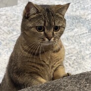 AAA 123 avatar