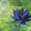 Black Lotus