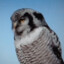 Hawk Owl