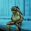 Funkyfrogster37