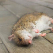 DEAD DECOMPOSING RAT