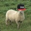 The best Sheep