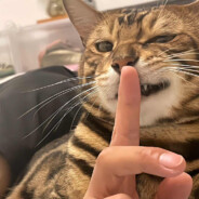 啊啊啊啊啊啊啊！