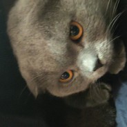 电脑玩家柯兰特