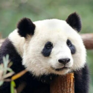 于万军从中取队友狗牌如探囊取物