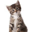 Gato