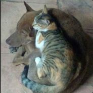 柑蕉橘梨萝柚‘ FS