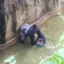 HARAMBE