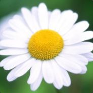 菊花飞过不留痕~