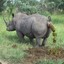 1080p Rhino