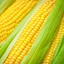 DormanExpansion