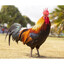 Cock