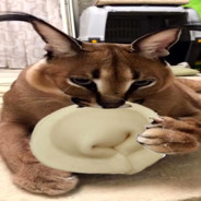 BIG RUSSIAN FLOPPA 's avatar
