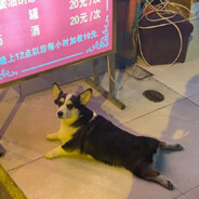 虚拟世界的一只老鼠