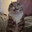 Whiskas