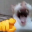 gekkon