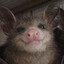 gooby