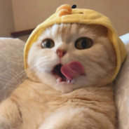 无忧无虑苍蝇头