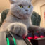 Gato3009