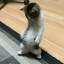 Kitty Jr.
