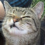 Catspurr