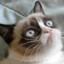 gloomy cat