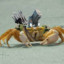 Carmalized Crab