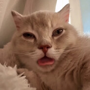 KITTEN