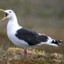 SeaGull