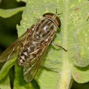 Horsefly