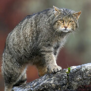 Normannjann - steam id 76561199788263941