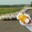 стая гусей