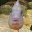 bloop bloop