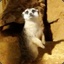 mircat22