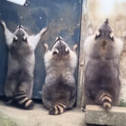 你的盐，我的醋