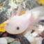 Axolotlus07