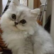 万能的喵小呜丶