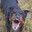 Michael Vicks Dog