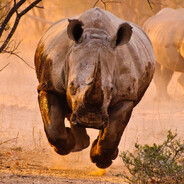 Hippo
