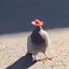 zyryk