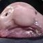 Blobfish