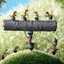 a few ants