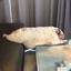 Sweet pig