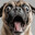 Crazy Dog