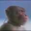 BigBobTreeSap67