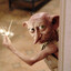 Dobby the House Elf