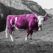 Milka_RDG - steam id 76561199169557451