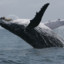 Whales~