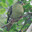 Large Green Pigeon